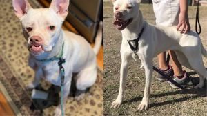 Cleo, cățelușa albă ca un fulg de nea, a fost la un pas de a fi eutanasiată. Nimeni n-o adopta din cauza nasului strâmb