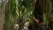 Culiță Sterp de la Survivor, atacat de viespi în jungla din Dominicană! 