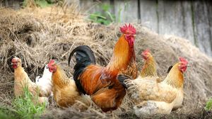 Incredibil! O fetiță de 10 ani a fost îmbătrânită cu doi ani din cauza hormonilor de creștere din carne