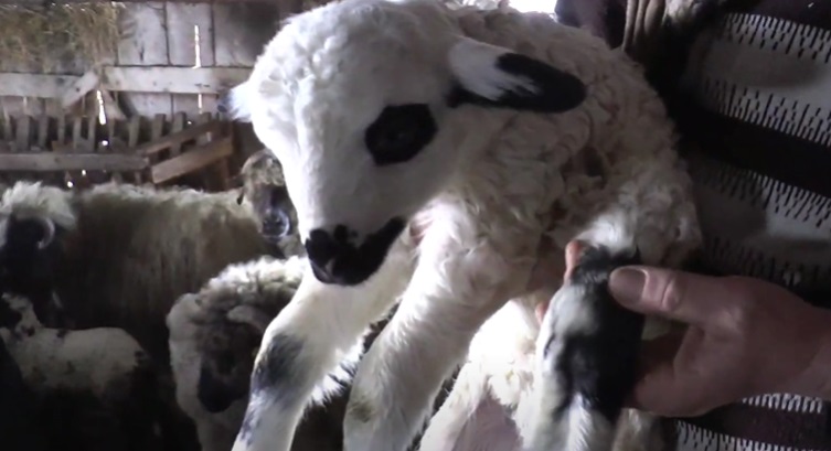 Mielul cu cinci picioare din satul Țibeni miel