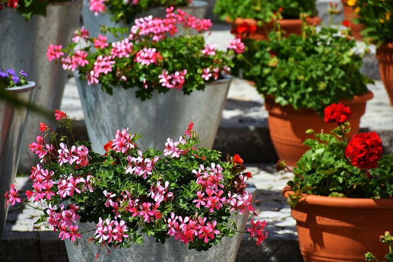 Grădina din balcon