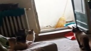 O femeie din Pitești ține 34 de pisici într-o garsonieră de 25 de metri pătrați! Vecinii au alertat poliția