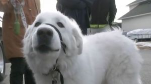 O cățelușă eroină și-a salvat stăpâna de la moarte! Incredibil ce a putut să facă patrupedul