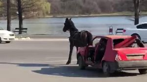 Un cal chinuit să tragă după el o mașină