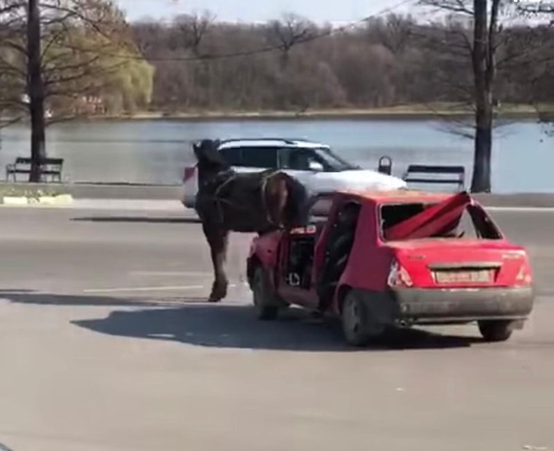 Un cal chinuit să tragă după el o mașină