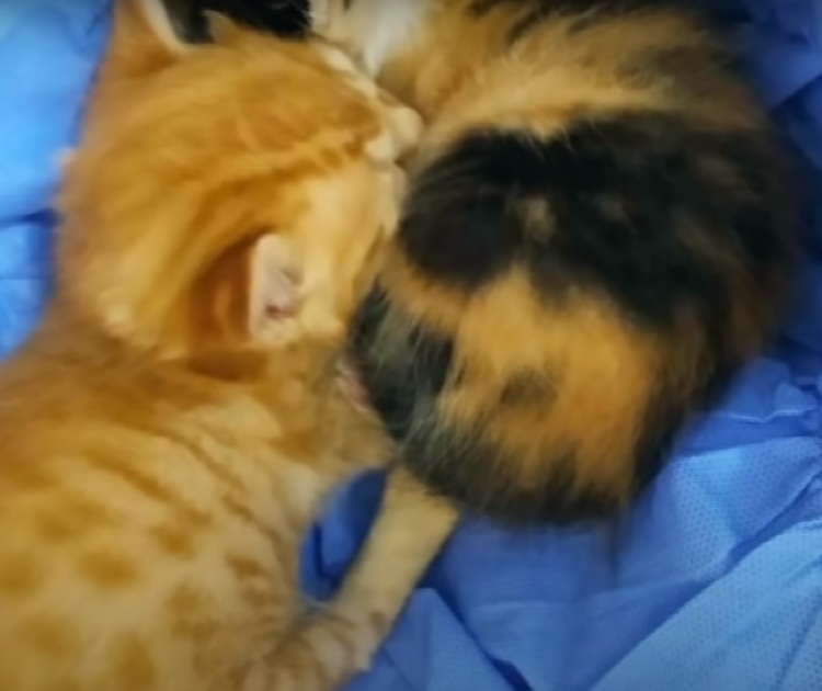 O pisică și-a dus puii la un cabinet veterinar! Felina a impresionat o lume întreagă cu gestul său