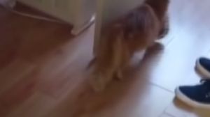O pisică și-a dus puii la un cabinet veterinar! Felina a impresionat o lume întreagă cu gestul său
