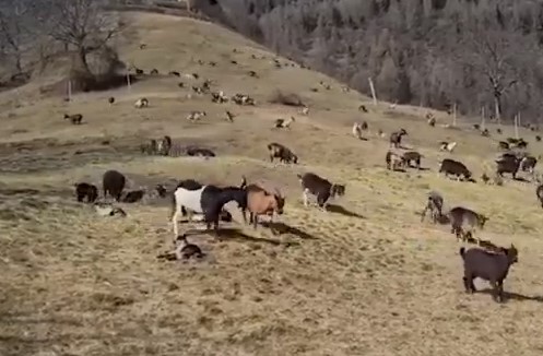 Pășunea unde &icirc;nvața copilul 