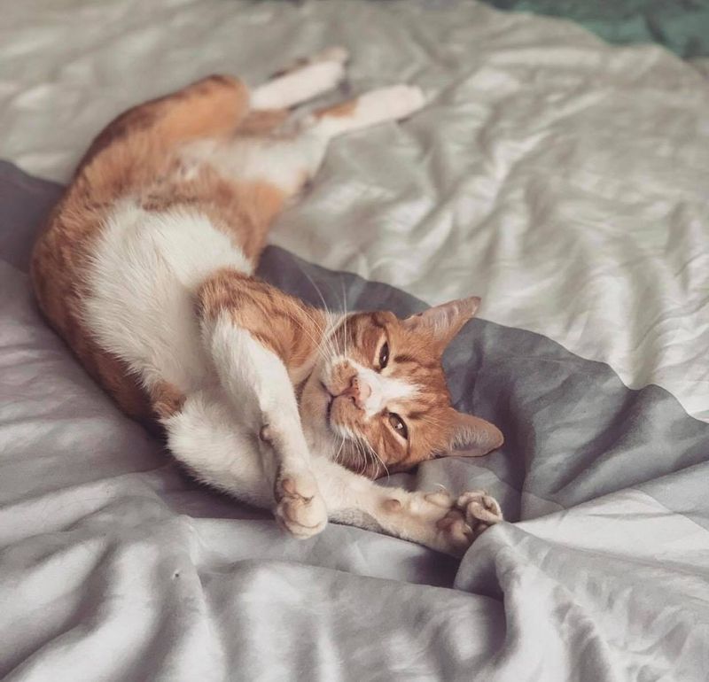 Pisica Alexandrei Stan