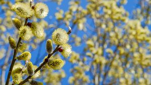 Cum va fi vremea de Florii