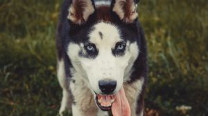 O fetiță de 12 ani a fost mușcată de față, de un Husky. Proprietarea patrupedului a făcut infarct și a murit