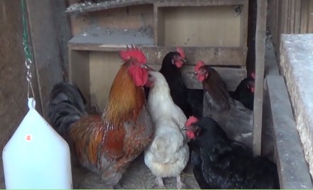 Păsările din gospodăria fermierului din Caraș Severin 