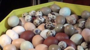 Ouă colorate natural 