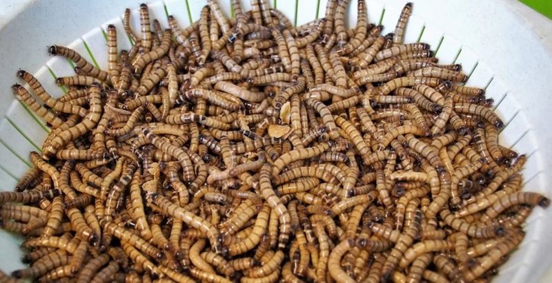 Viermele de făină, aprobat ca aliment în UE