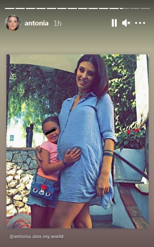 Antonia gravida
