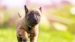 Cum iti dresezi catelusul acasa