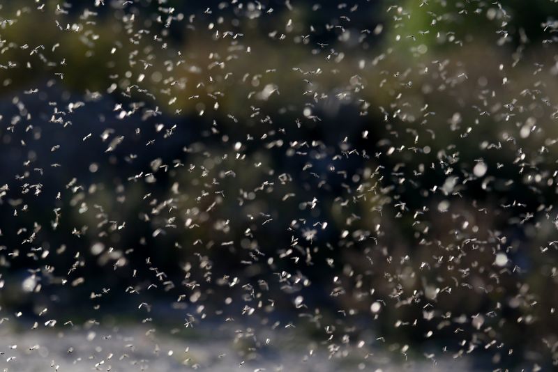 Efemeridele au apărut &icirc;n Delta Dunării!