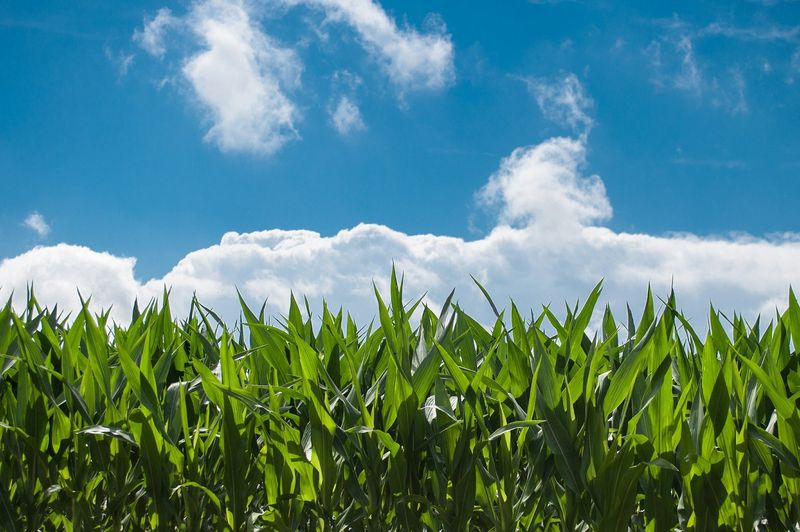 Noul fermier 2021. Cei care vor da startul afacerilor &icirc;n agricultură pot primi p&acirc;nă la 100.000 de euro