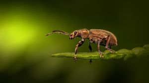 Cum să scapi de insectele din casă