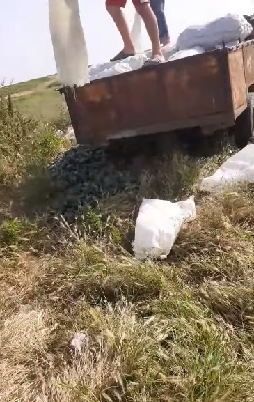 Cultură de castraveți aruncată pe câmp