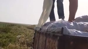 Cultură de castraveți aruncată pe câmp
