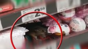 Și șoarecii preferă dulciurile! Rozătoarea a fost filmată în timp ce mânca un ou de ciocolată într-un magazin din Cluj