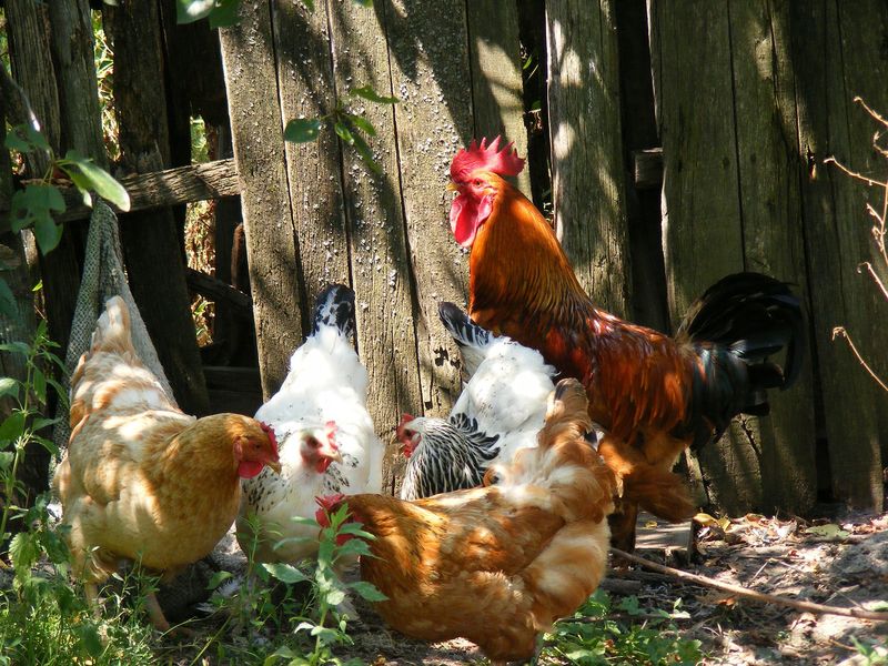 India a raportat primul deces uman cauzat de gripa aviară