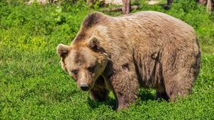 Un urs a atacat doi ciobani din Harghita