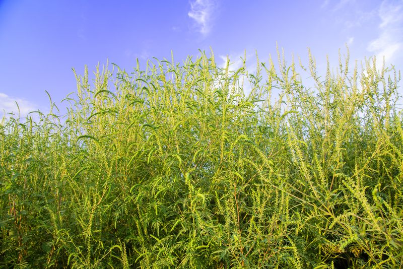 Poze cu ambrozia, planta nocivă care provoacă alergii în această perioadă