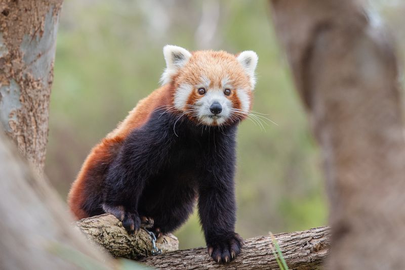 Singurii urși panda roșii din Rom&acirc;nia au devenit părinți