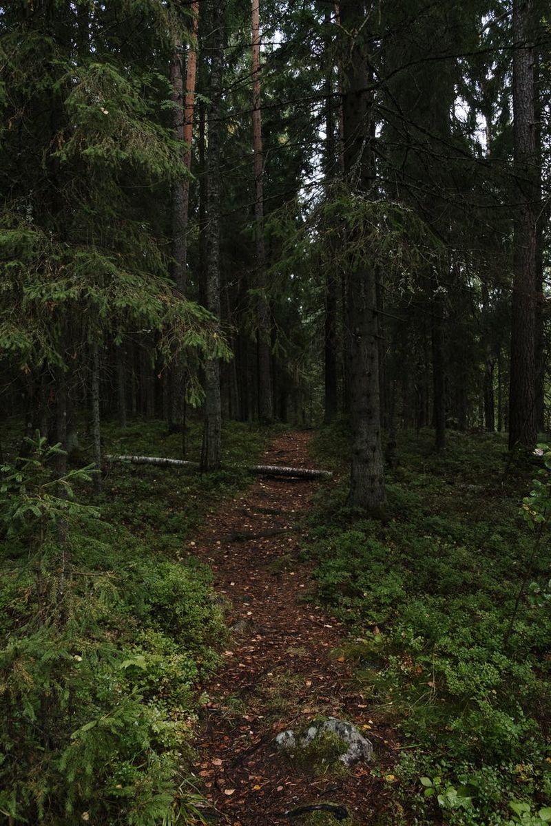 A supraviețuit miraculos &icirc;n pădure