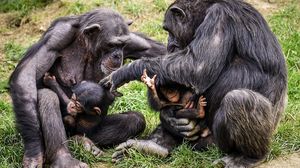 Animalele de la o grădină zoologică urmează să fie vaccinate împotriva COVID-19
