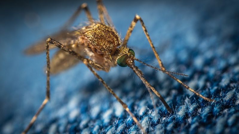 Virusul West Nile 