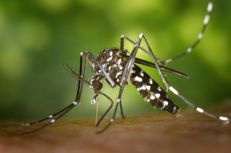 Virusul West Nile 