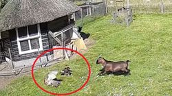O capră și un cocoș au salvat o găină din ghearele unui șoim! „Lupta” a fost surprinsă de o cameră de supraveghere