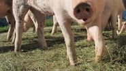 PORC