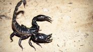 O angajată dintr-un complex comercial din Capitală a fost înțepată de un scorpion