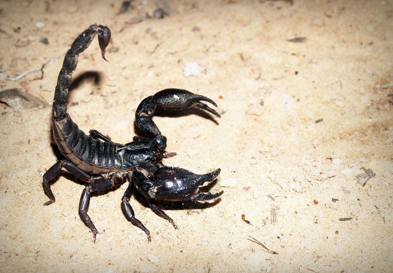 O angajată dintr-un complex comercial din Capitală a fost înțepată de un scorpion