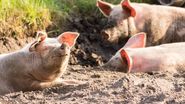 Se anunță ”controale șoc” la vânzătorii de carne de porc