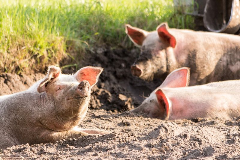 Se anunță ”controale șoc” la vânzătorii de carne de porc