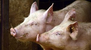 Se anunță ”controale șoc” la vânzătorii de carne de porc