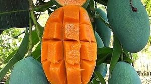 cum se coace un mango