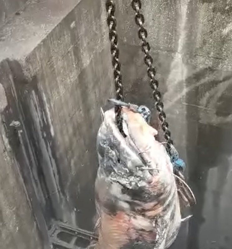 &rdquo;Monstrul din Dunăre&rdquo;