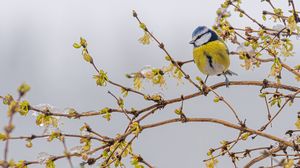 Prognoza meteo ANM, marți, 18 ianuarie 2022
