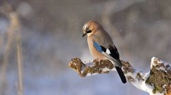 Prognoza meteo ANM, joi, 20 ianuarie 2022. Cum va fi vremea astăzi în România