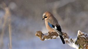 Prognoza meteo ANM, joi, 20 ianuarie 2022