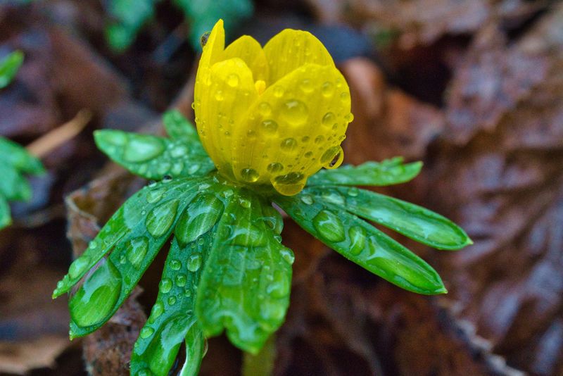 Prognoza meteo, 11 februarie 2022
