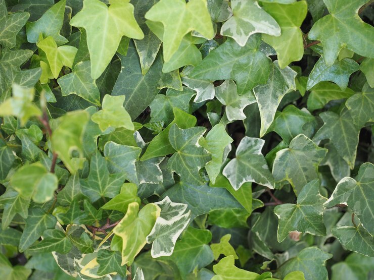 &nbsp;Care sunt cele mai otrăvitoare plante din Rom&acirc;nia