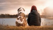 Ce semnificație are Hachiko, numele celui mai credincios câine
