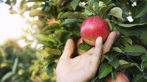 Când trebuie să stropești pomii fructiferi. Iată calendarul pentru stropire